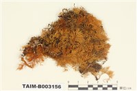 藏品(羽苔屬)的圖片